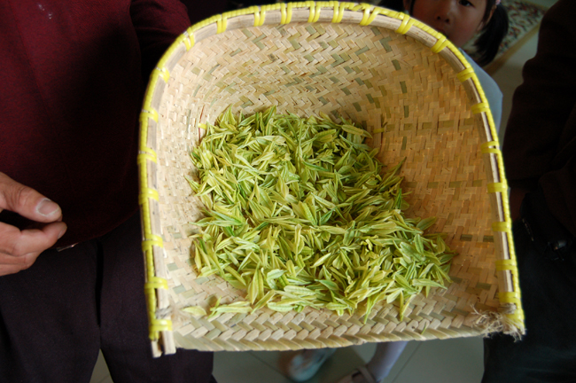 Bright yellow tea leaves of the Huang Jin Ye variety held in a woven bamboo basket.