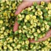 Many baby chrysanthemums in background and held in hand.