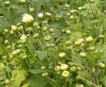 Chrysanthemum bush beginning to bloom, ready to pick.