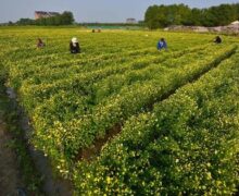 baby Chrysanthemum Gardens, rows and rows are chrysanthemum bushes