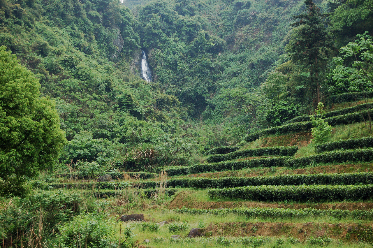 Tea bushes planted in terraces in a pristine valley in Fujian with a natural waterfall.