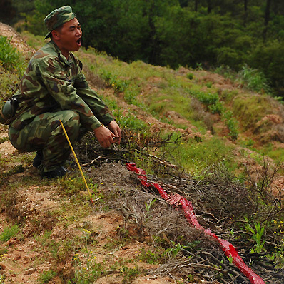 A man crouches next to a red string of firecrackers on a hillside covered in green spring growth in Wuyishan, home of rock wulong tea. He is calling loudly.