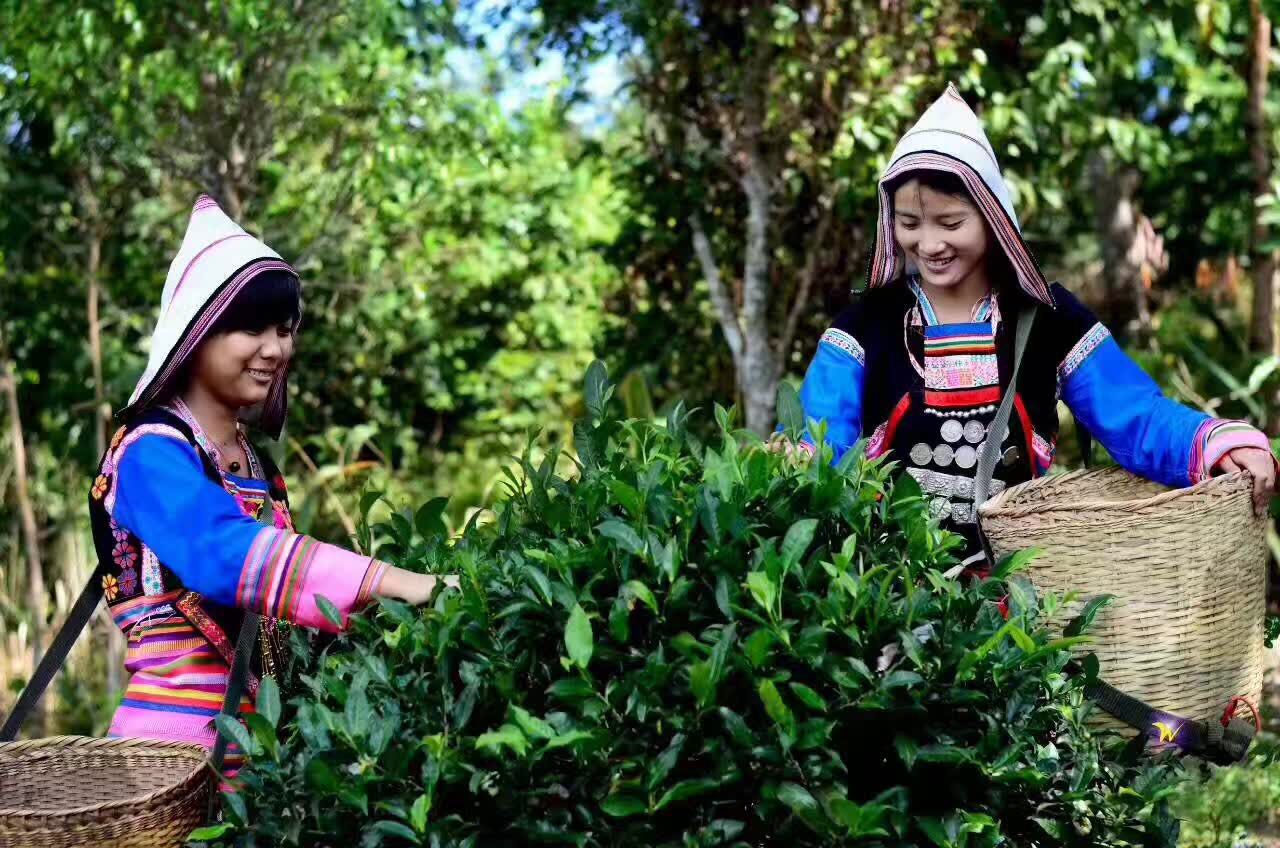 Two young women dressed in colorful patterned traditional clothes with hoods, picking fresh tea from a Youle tea bush.