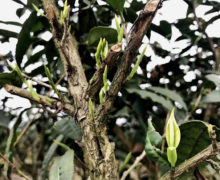 Close-up of several small, light green tea buds sprouting directly from the branches of a tea bush.