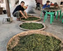 A man squatting on the ground next to a round bamboo tray of Youle sheng puer tea leaves kneading them by hand. Two other trays of leaves lay between him and the viewer.