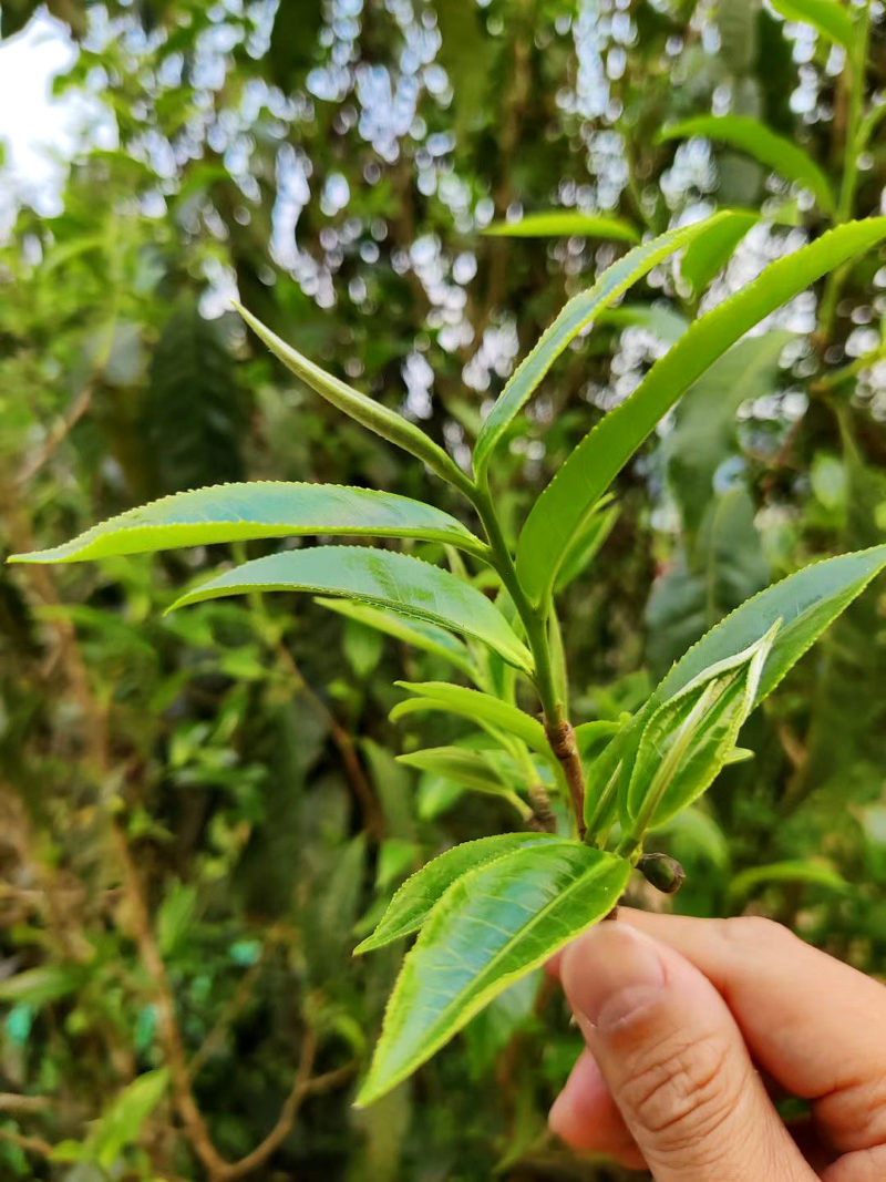A hand holding up a sprightly sprig of fresh tea just plucked from a Youle tea tree.