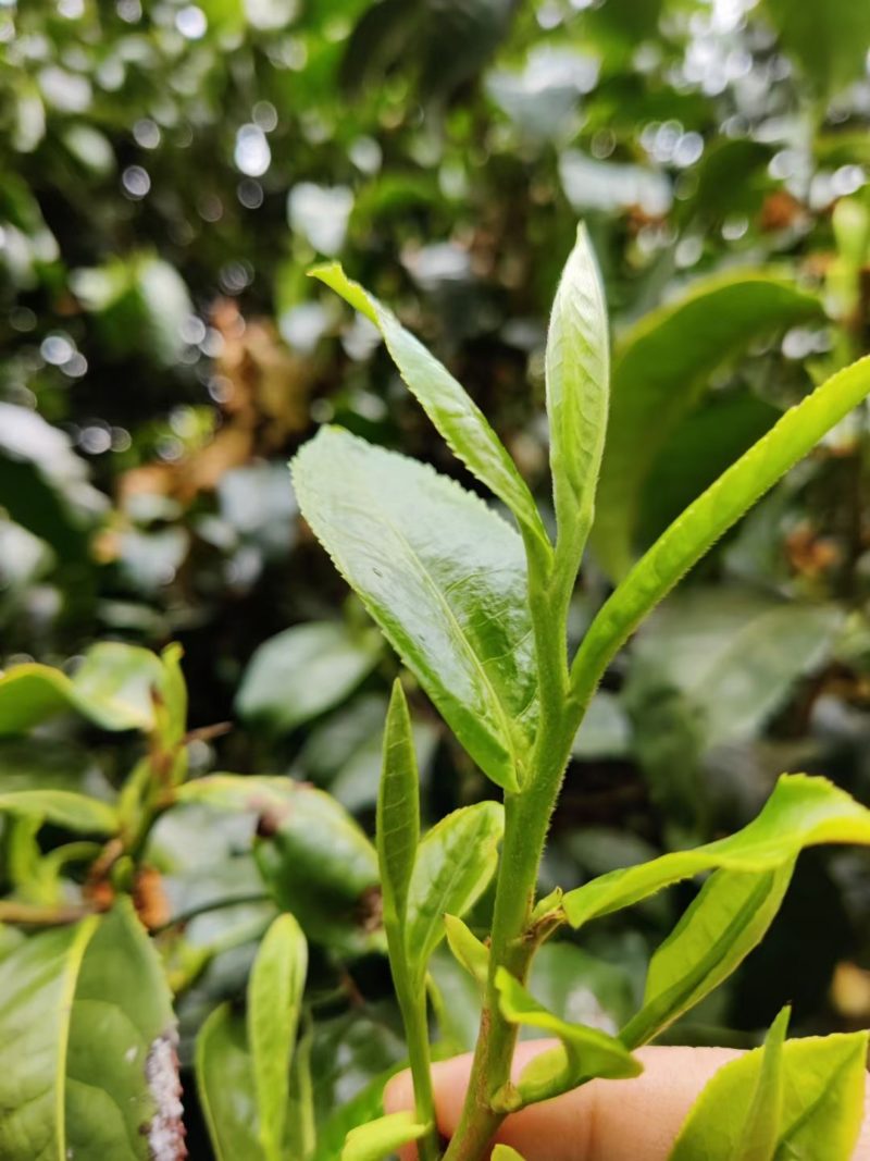 A sprig of spring green tea leaves growing on a Youle tea tree.