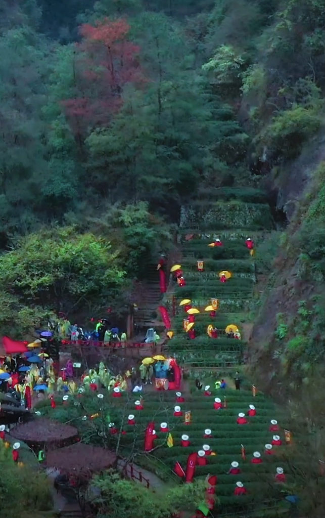 Several dozen people dressed in festive red for han shan standing crowded among a narrow garden of terraced tea bushes in a small forested mountain valley in Wuyishan. Many of them have umbrellas, hats, or ponchos for the spring rain.