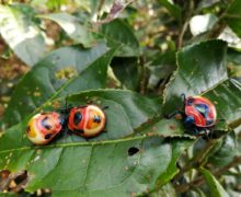 Three ladybugs sitting on a tea leaf.