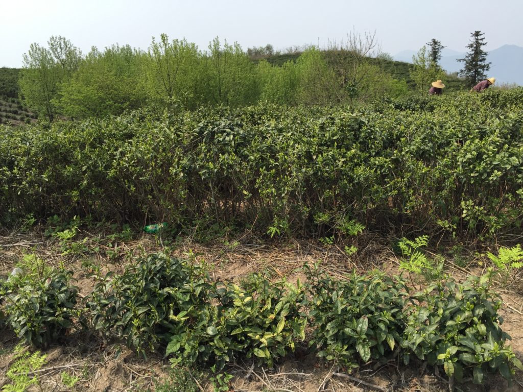 A row of short young tea bushes with a row of taller, older ones behind them and trees in the distant background.