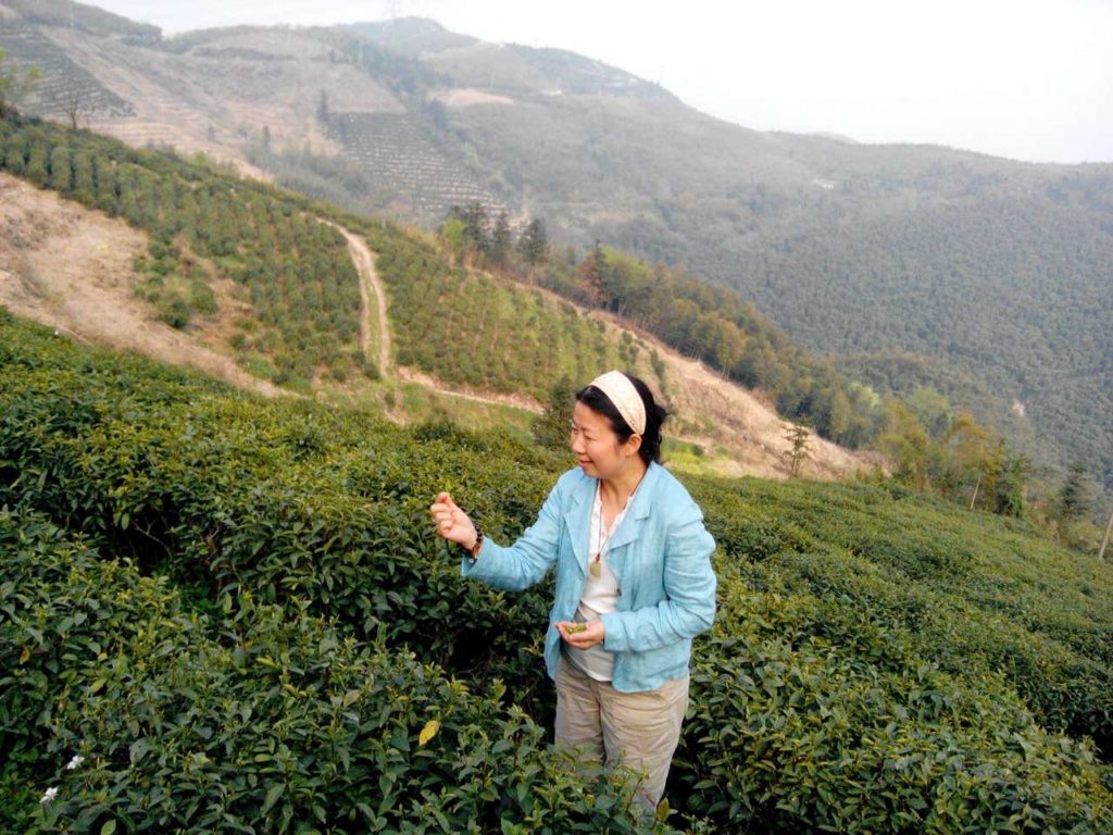 A woman standing among rows of tea bushes holding a leaf. A rolling mountainside with rows of tea plants extends into the misty distance behind her, with other mountains in the background.