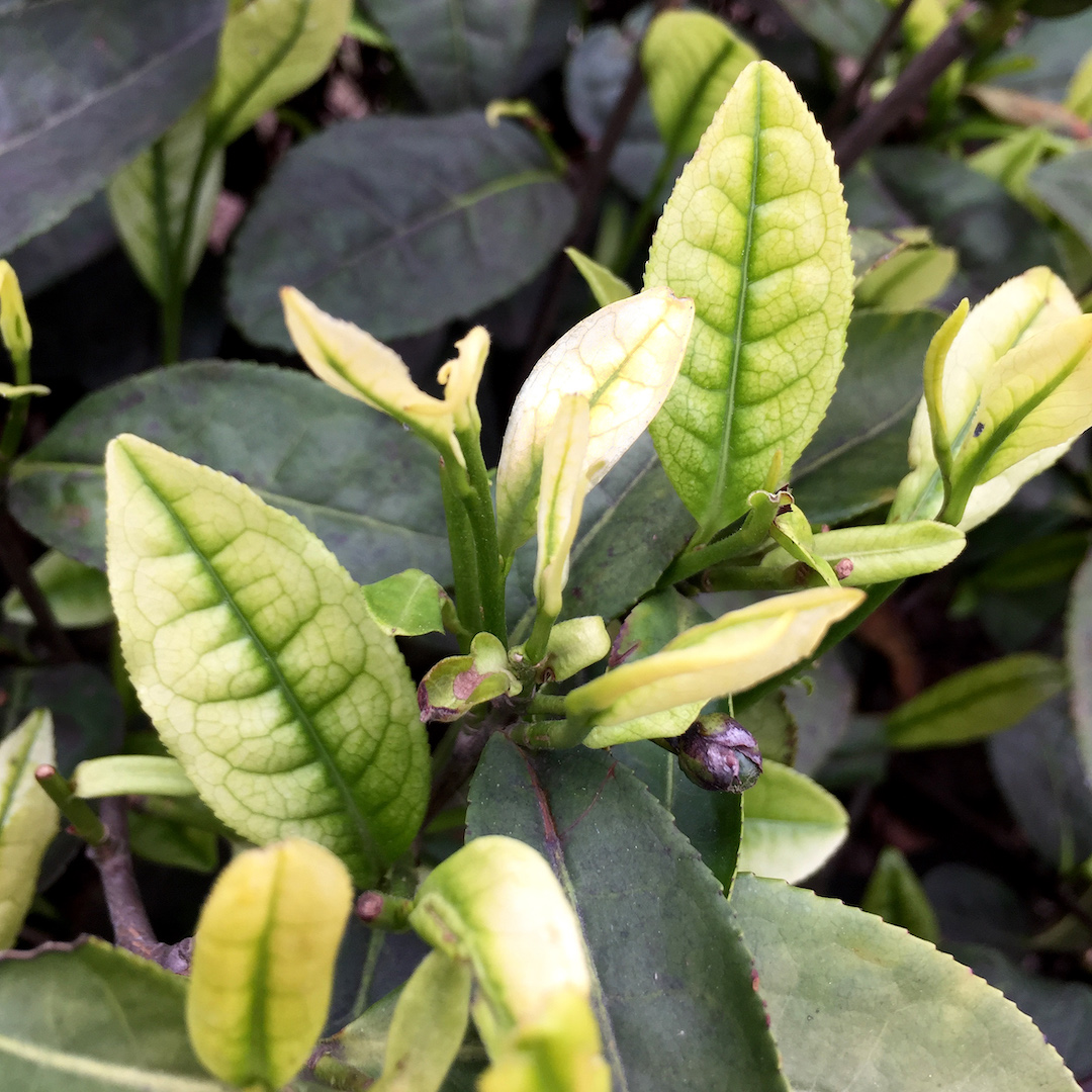 Close-up of the brightly colored young leaves of Anji Baicha green tea on the bush.