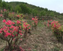 Bright pink rhododendrons growing between plots of tea bushes.