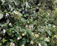 A thicket of flowering strawberry plants in the undergrowth.