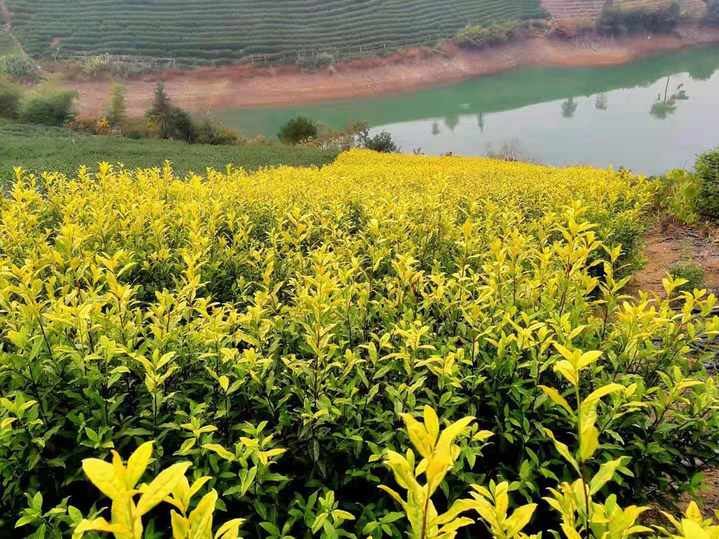 Brilliant yellow leaves on Huang Jin Ye (Golden Leaf) tea bushes on a hillside that gently slopes down to a small lake in the background, with more rows of tea visible on the other side.