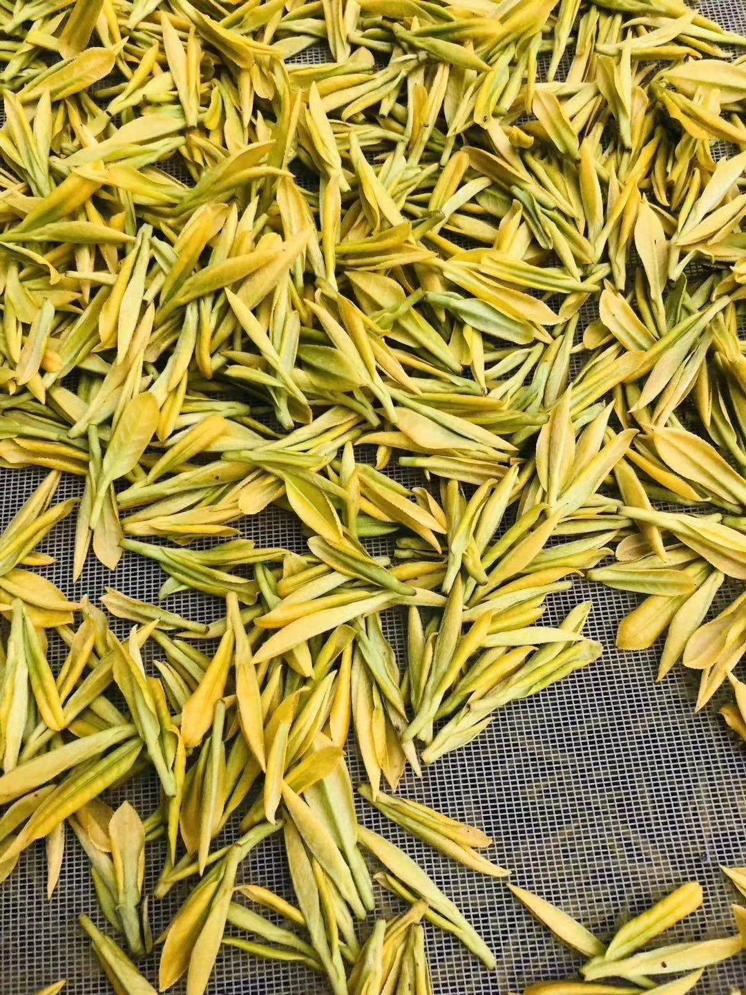 Freshly plucked bright yellow Huang Jin Ye leaves withering.