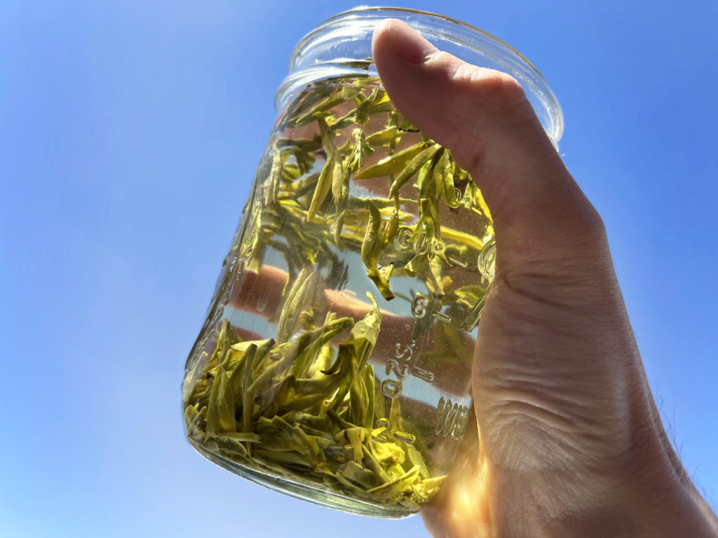 A sunlit glass jar full of brewing green tea leaves, held up to the clear blue sky.