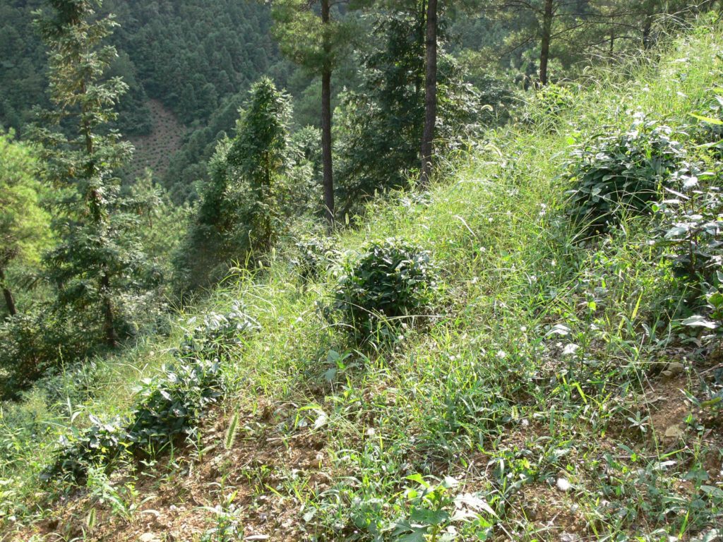 Tea bushes in a sloping mountain meadow in a Huangshan high mountain tea garden, with tall trees in the background.