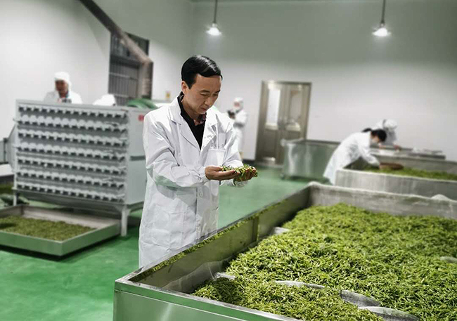 A man in a bright, clean factory room wearing a white coat, standing next to a metal tray of withering Huangshan Maofeng green tea leaves, examining a handful of them.