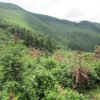 Mountainside Huangshan tea gardens interspersed with low trees and other plants.