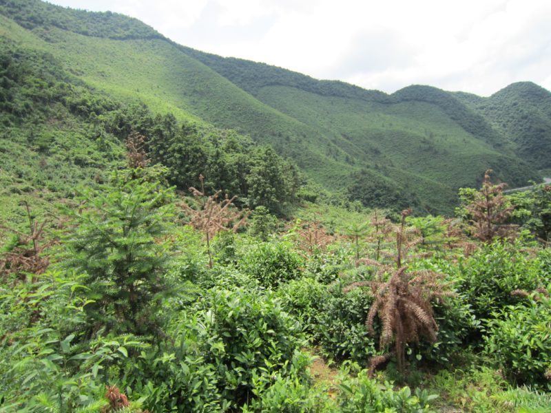 Mountainside Huangshan tea gardens interspersed with low trees and other plants.