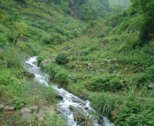 A natural stream trickling through a lush green valley with tea plants.