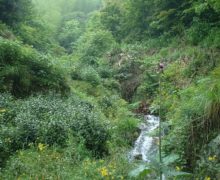 A natural stream trickling through a lush green valley with tea plants and yellow wildflowers.