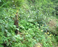 Lush natural undergrowth surrounding the tea bushes.