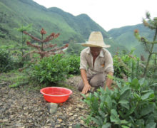 A person squatting on the ground weeding, with green mountain peaks in the background.