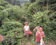 Two people walking through a mountain Huangshan tea garden with gardening equipment.