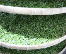 Trays of fresh Huangshan Maofeng tea leaves stacked on a rack to wither.