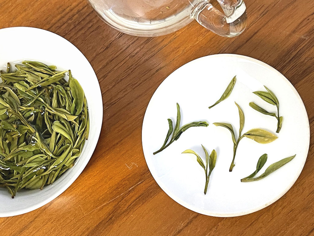 Several wet leaves of Guzhu Zisun tea displayed on a gaiwan lid with their leaves spread out, next to a full gaiwan of brewing leaves and a glass pitcher on a wooden surface.