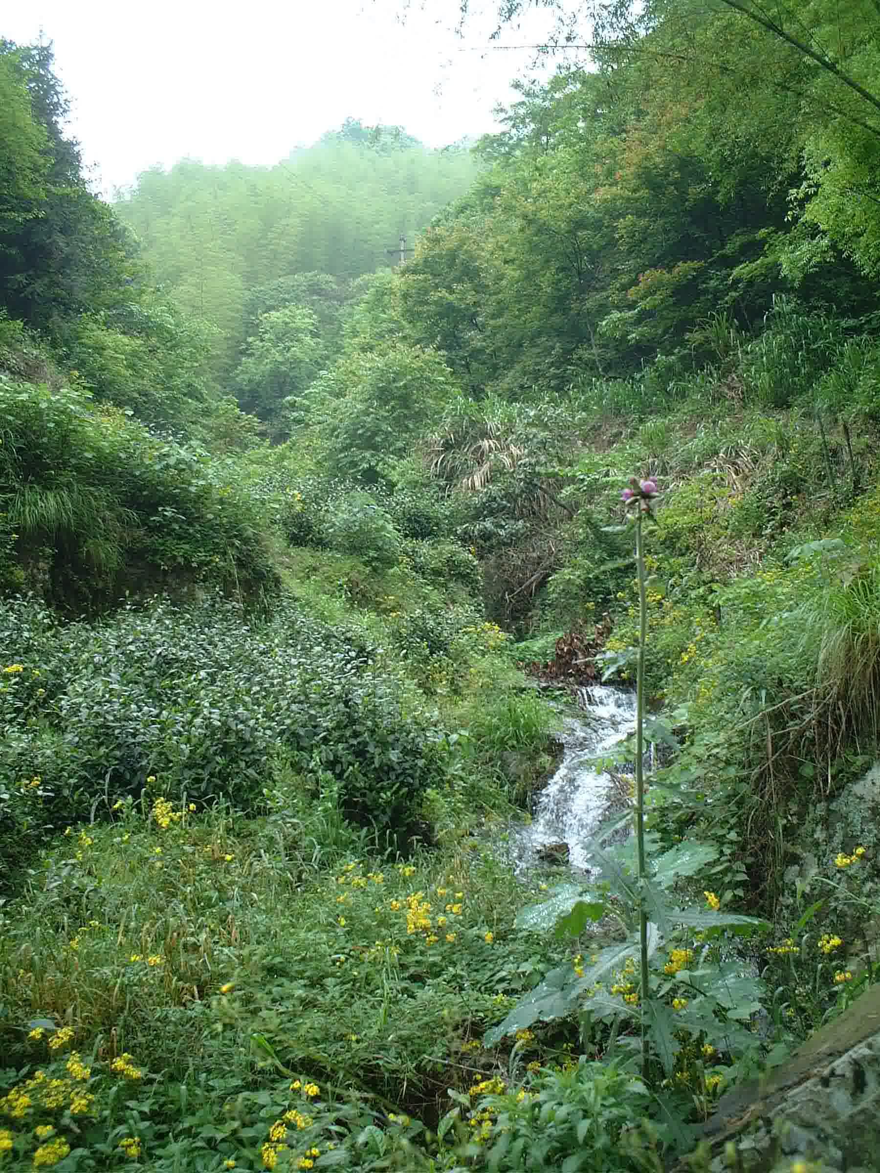 A small stream running through a lush green mountain valley full of tea bushes, trees, and wildflowers.