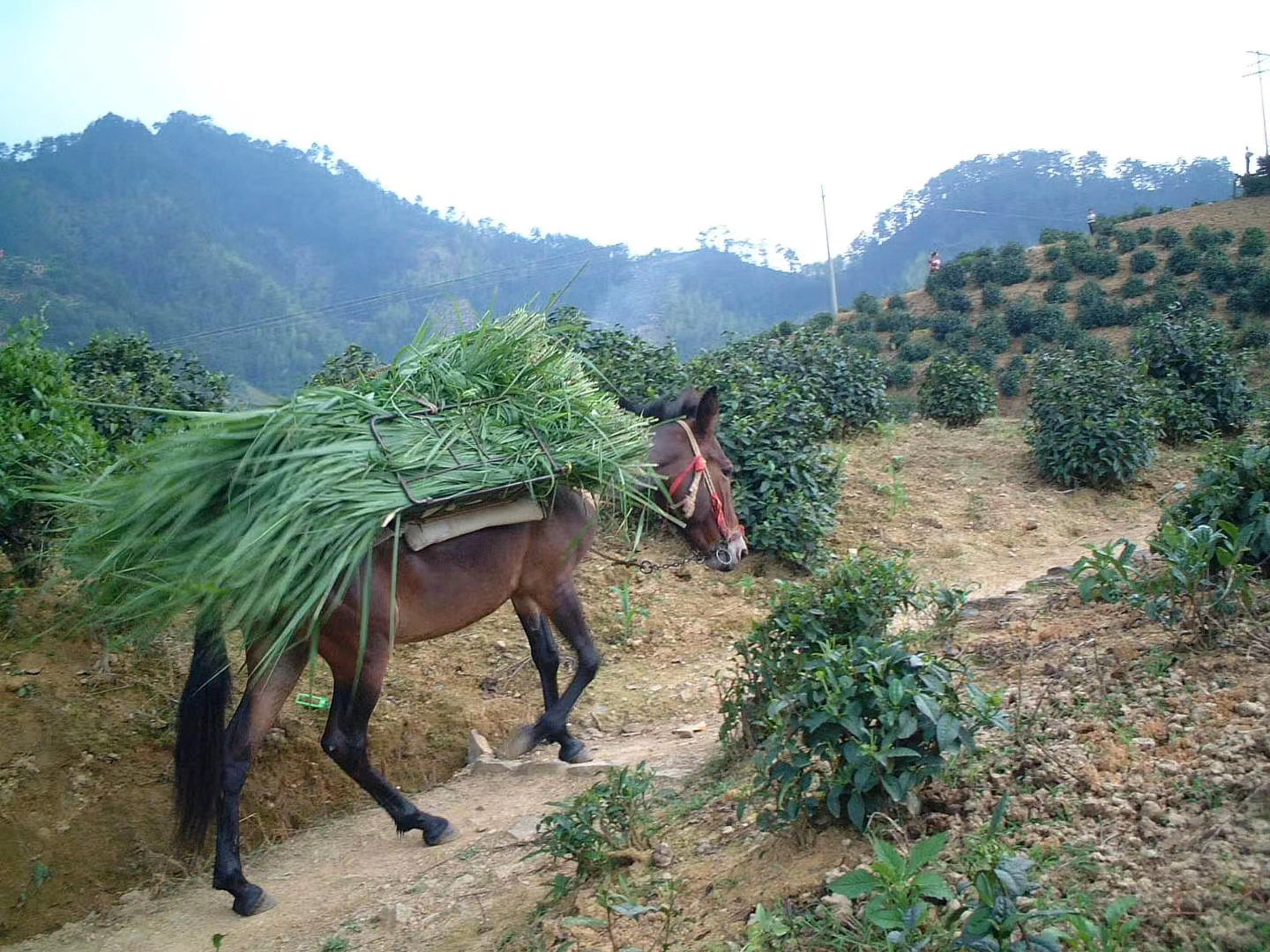 A mule bearing a large stack of greens on its back, making its way up a narrow dirt path that winds between tea bushes in Huangshan.