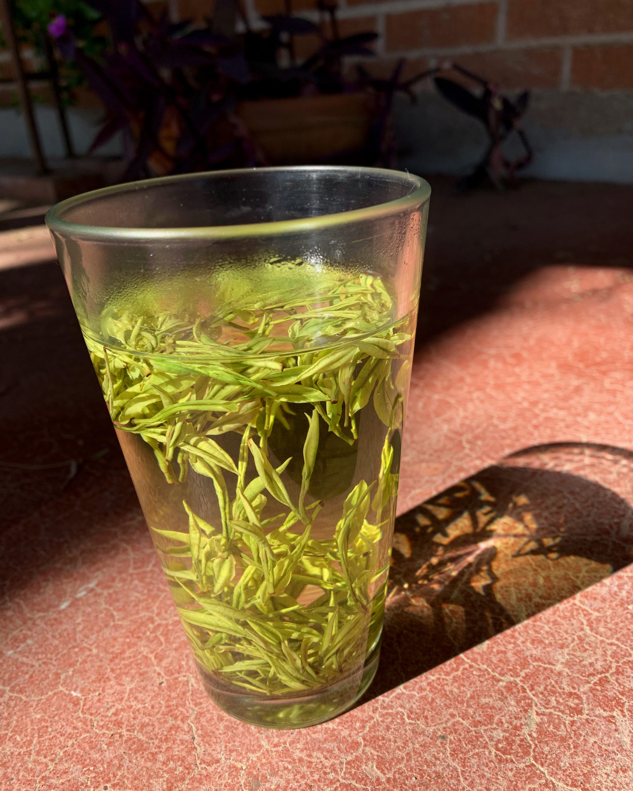 Anji Baicha green tea leaves floating in a tall sunlit glass, casting shadows.