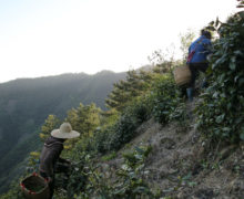 Two people carrying large woven baskets climbing to the top of a mountain ridge dotted with tea bushes in the dawn light.