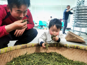 Next to a large basket full of tea on the floor, a crouching man and a toddler pick up handfuls of leaves to smell.