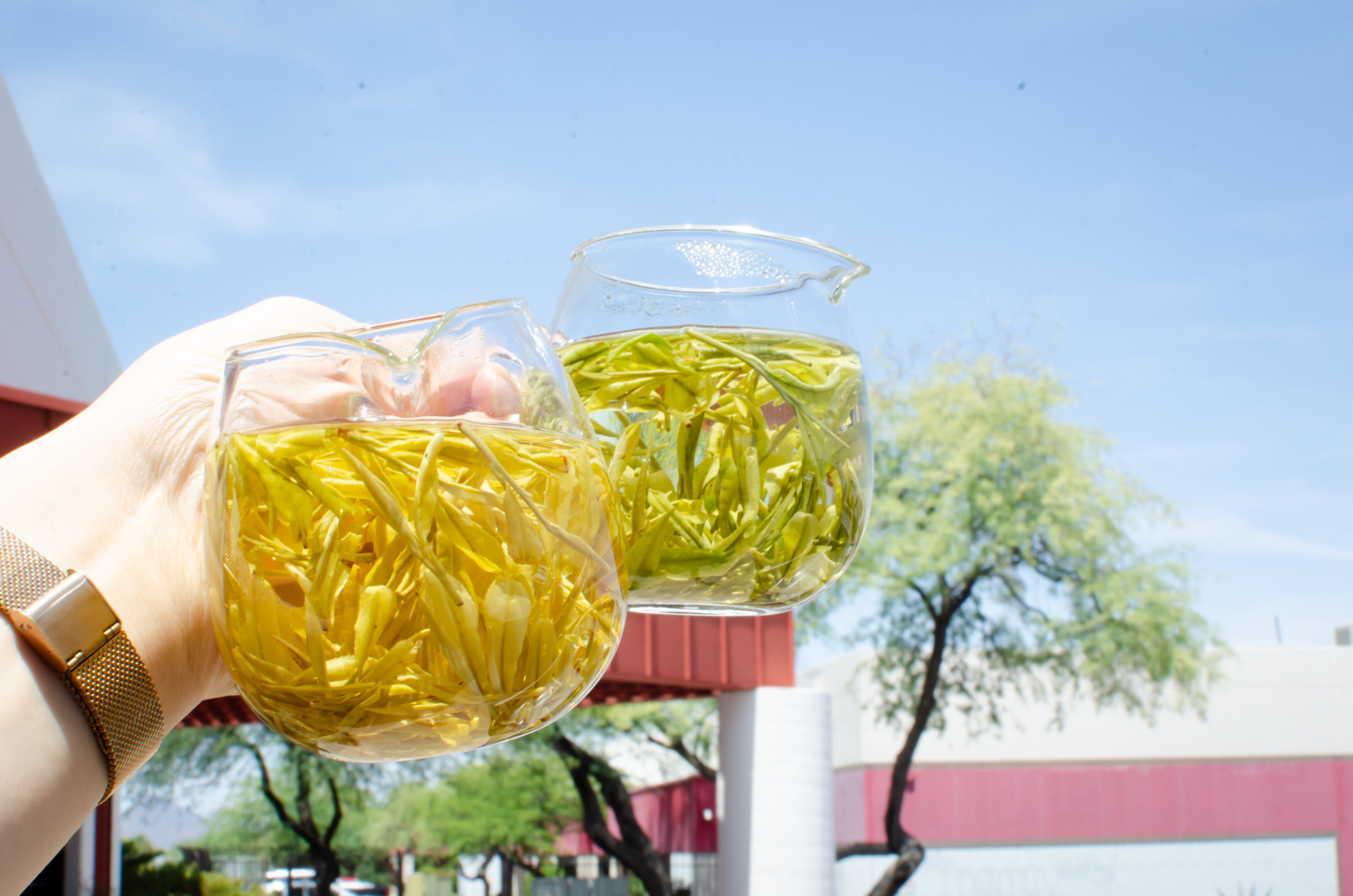 A hand holding up two glass pitchers of tea outdoors in the sun: one with bright yellow leaves and one with pale green.