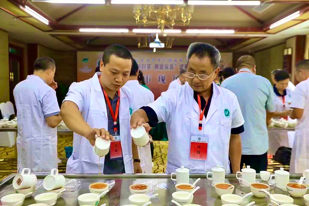 Two men in white coats standing before a stainless steel tea table, each pouring one tea out of its judging cup into a small bowl for tasting.