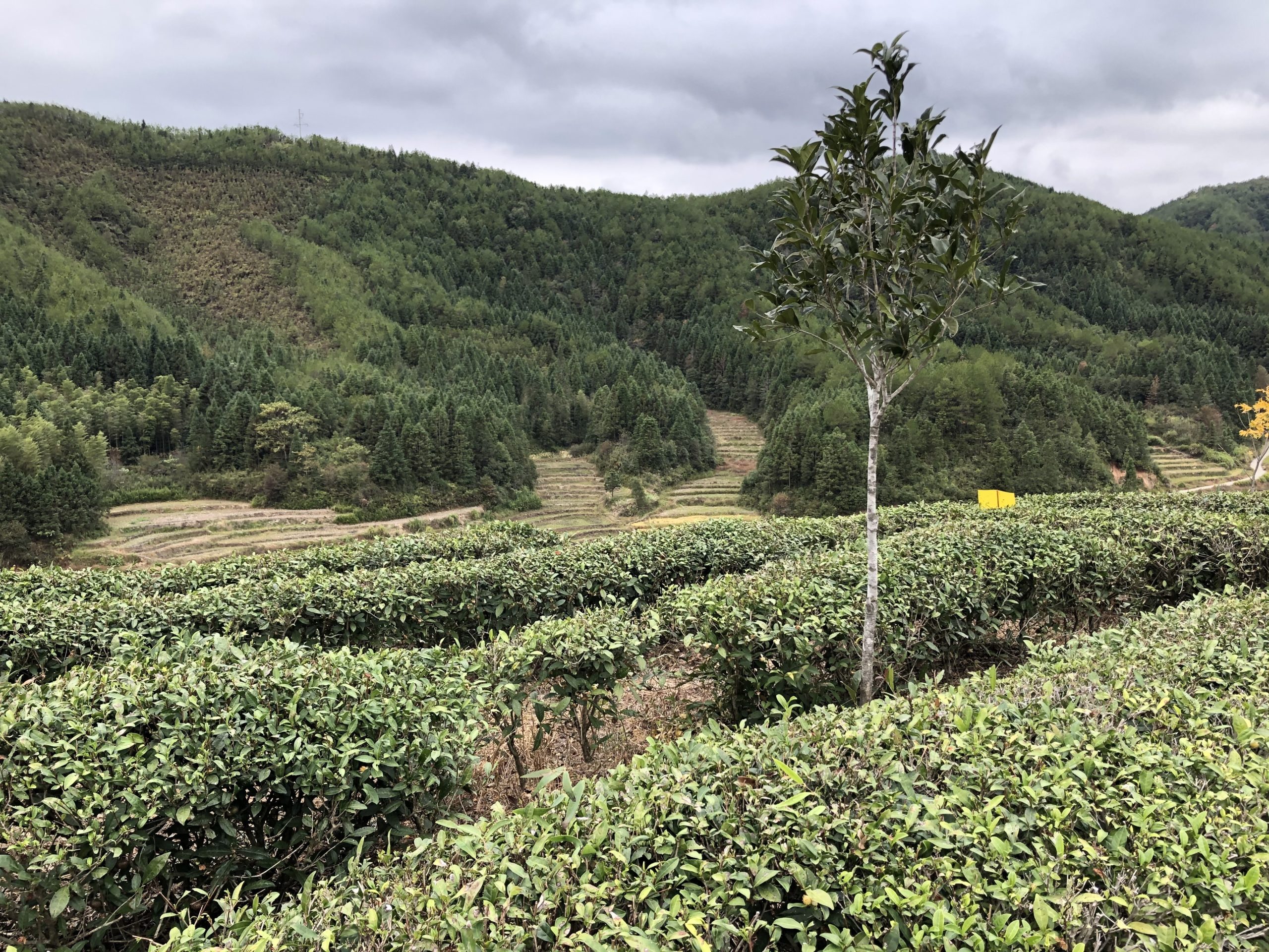 Rows of tea bushes in Mr. Chen’s organic Fujian tea gardens in a valley next to a forested hillside on a cloudy day. A young tree grows among the rows.