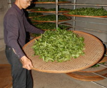 A man holding a large round bamboo tray and lightly tossing the tea leaves on it. Many more such trays rest on vertical racks in the background.