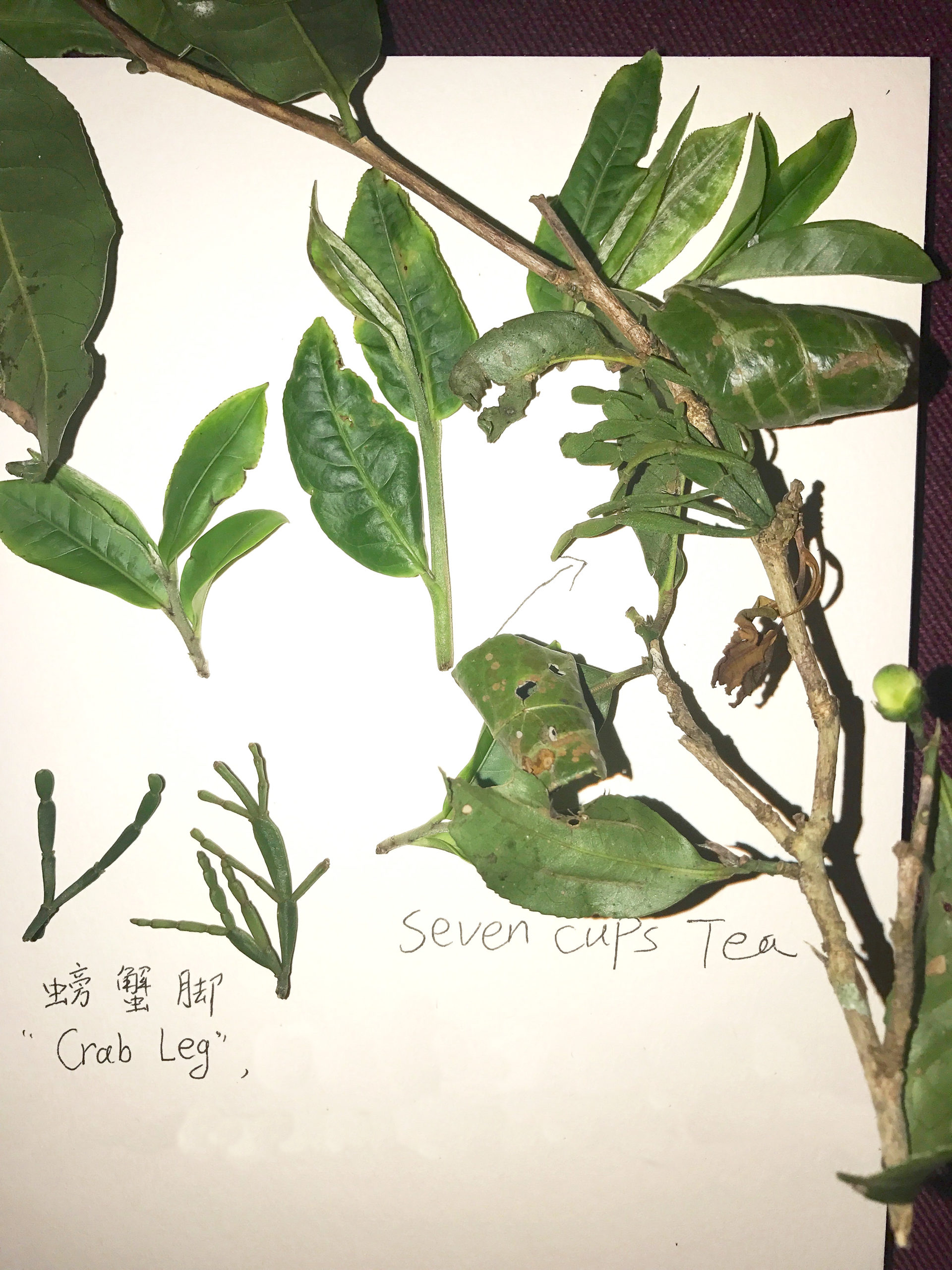 A branch of tea laid out on a white background, showing the small jointed parasitic growths on the stem.