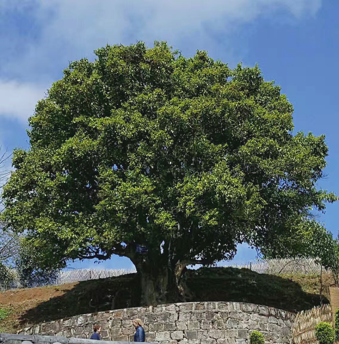 A very large tea tree above a low stone wall on a hillside in Fengqing County, with a few people gathered down below.