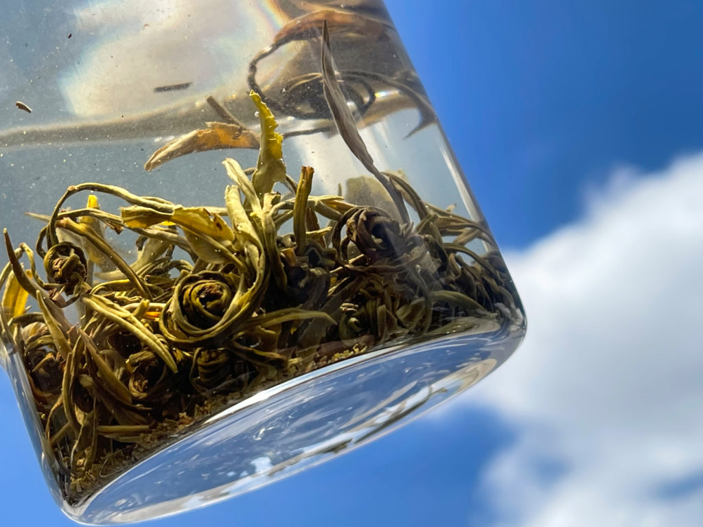 A glass of brewing Silver Dragon Jasmine Pearls held up to the sky as the leaves within unfurl.