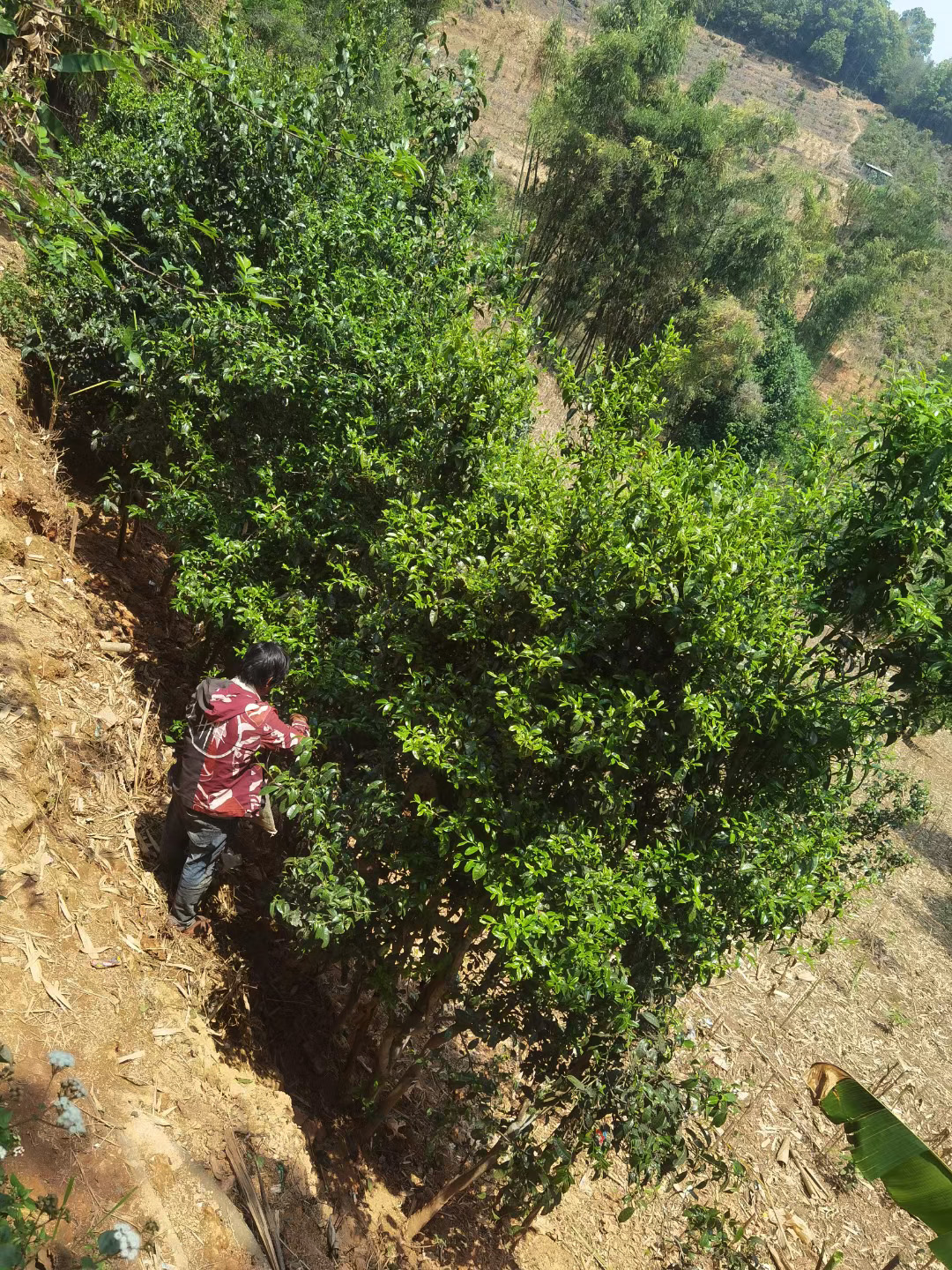 A person standing on a hillside to reach the leaves on the higher branches of a large Camellia taliensis tea tree with lots of green spring leaves.