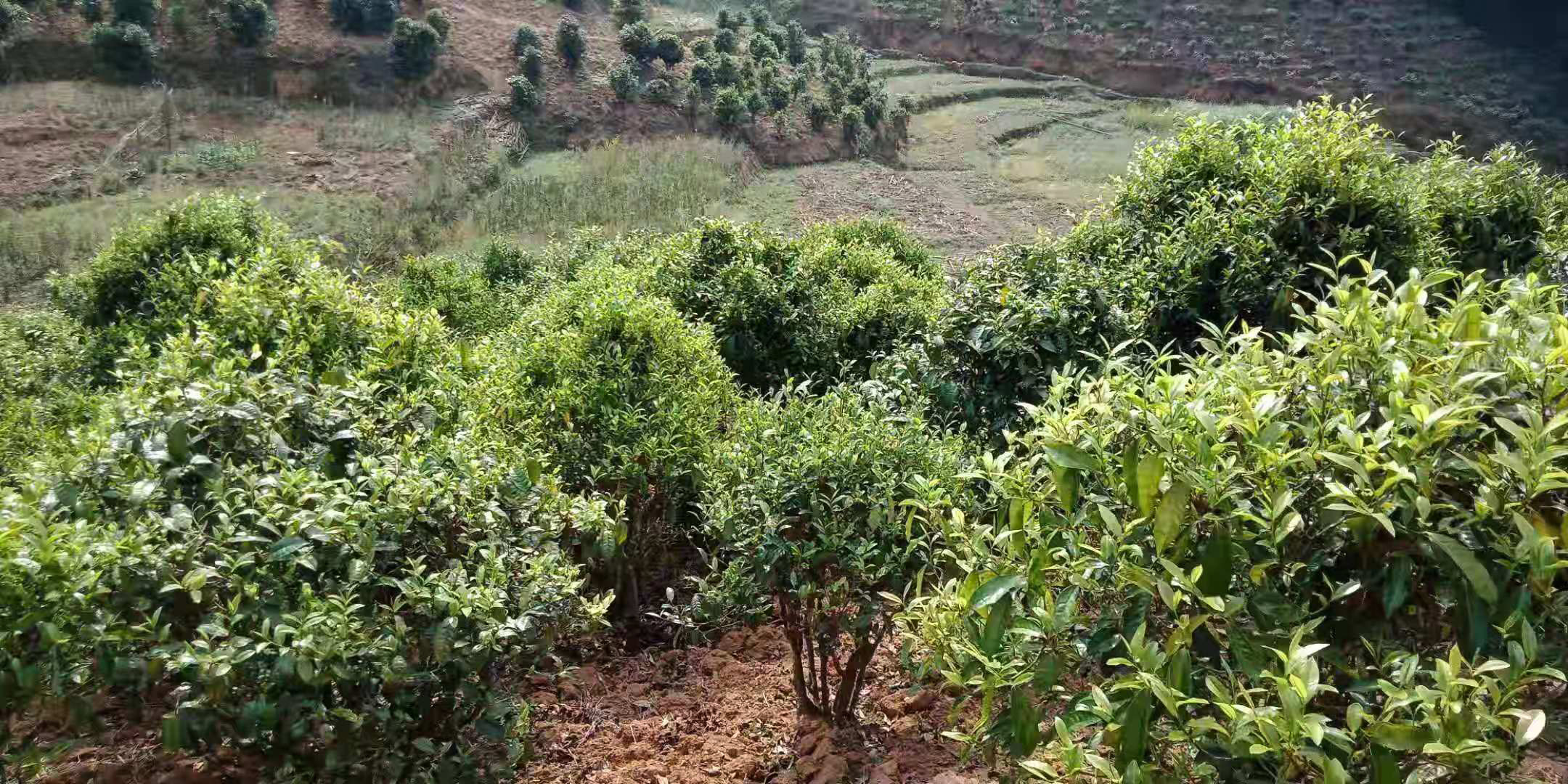 A cluster of small tea trees on a hill, thick with new growth.