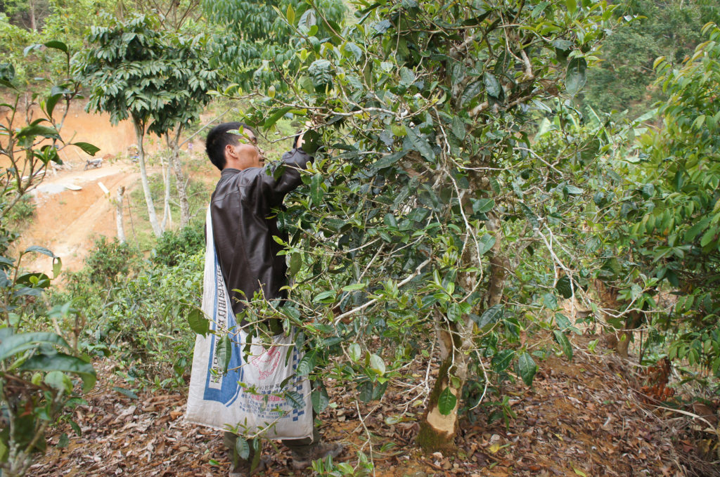 A man with a bag slung over his shoulder reaching up to pluck leaves from a Yunnan forest tea tree taller than he is.