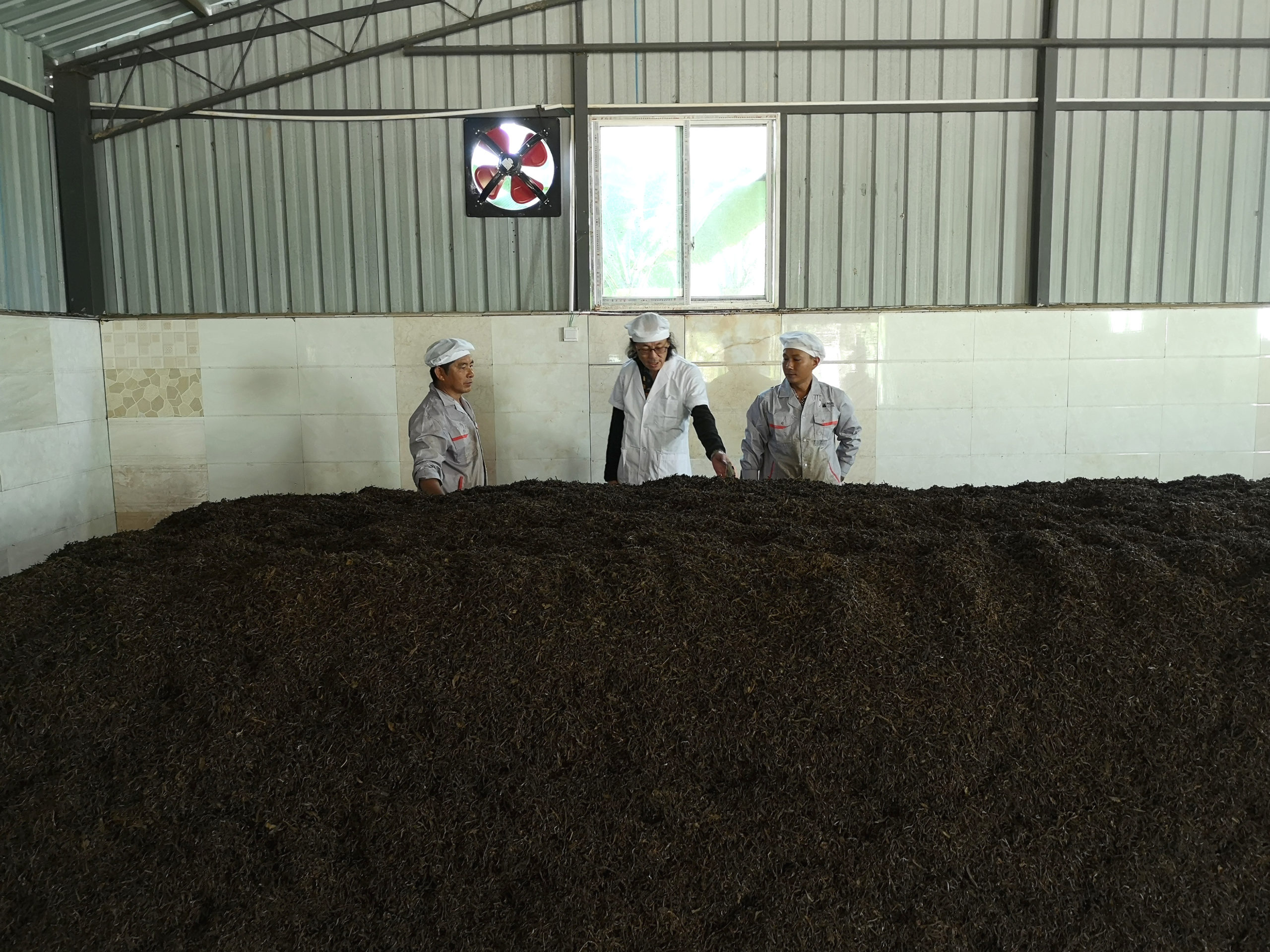 Three people standing beside the large pile of tea that will become shu puer.