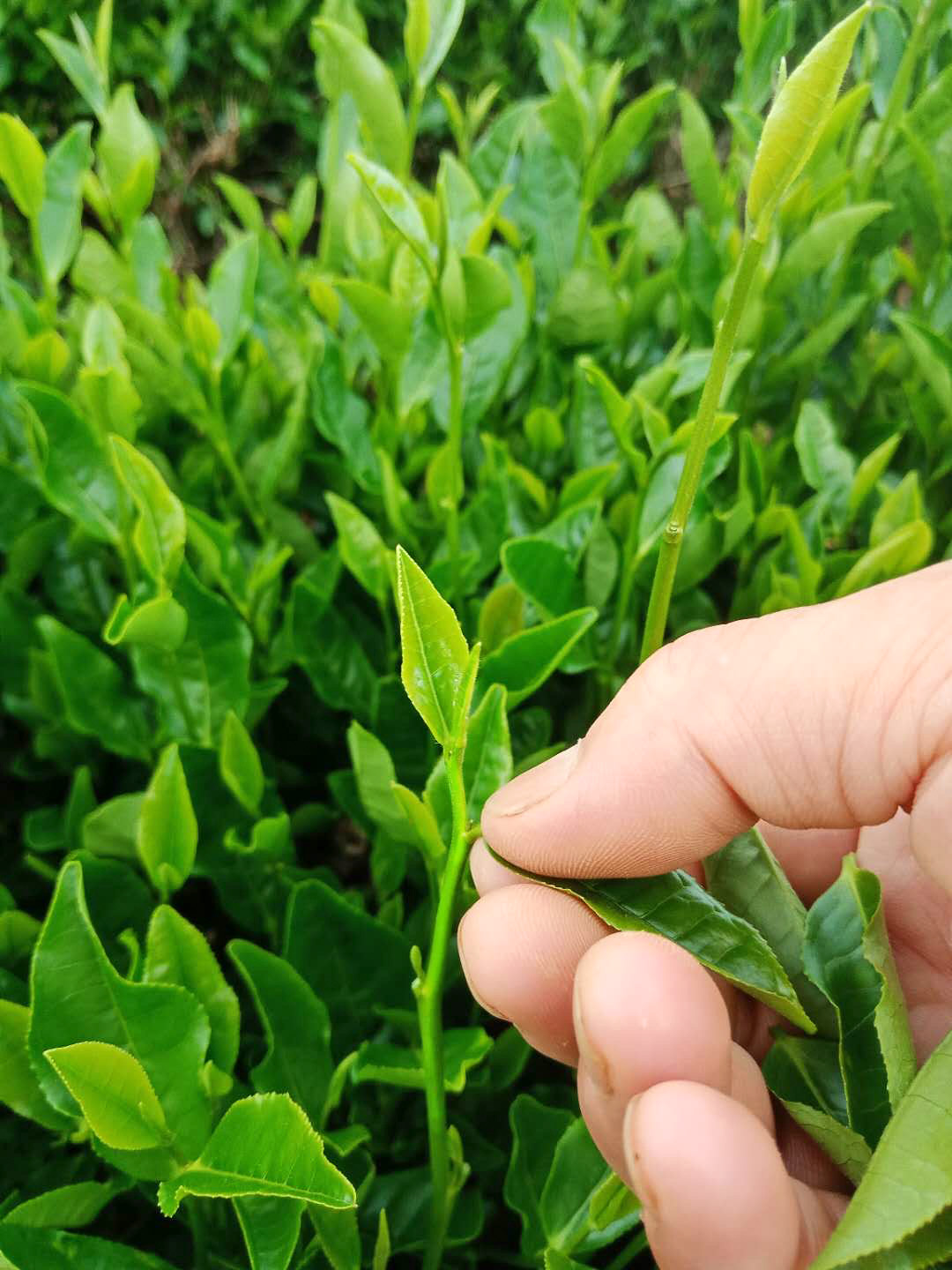  A hand plucking the second leaf on a sprig of young tea, below the bud and first leaf.