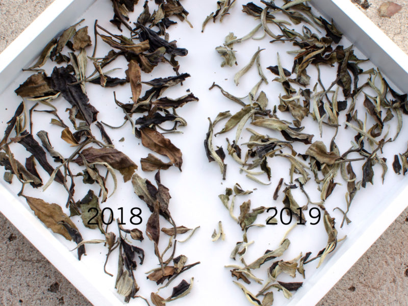 Comparison of 2018 and 2019 White Moonlight Puer Tea
